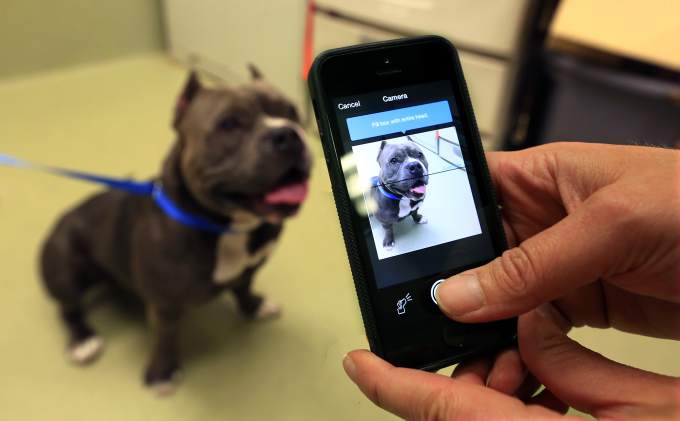 Facial Recognition for Pets