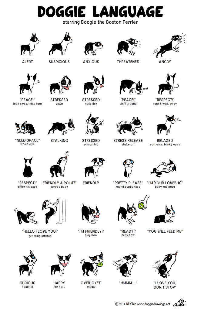 Checking a pet's collar for identification