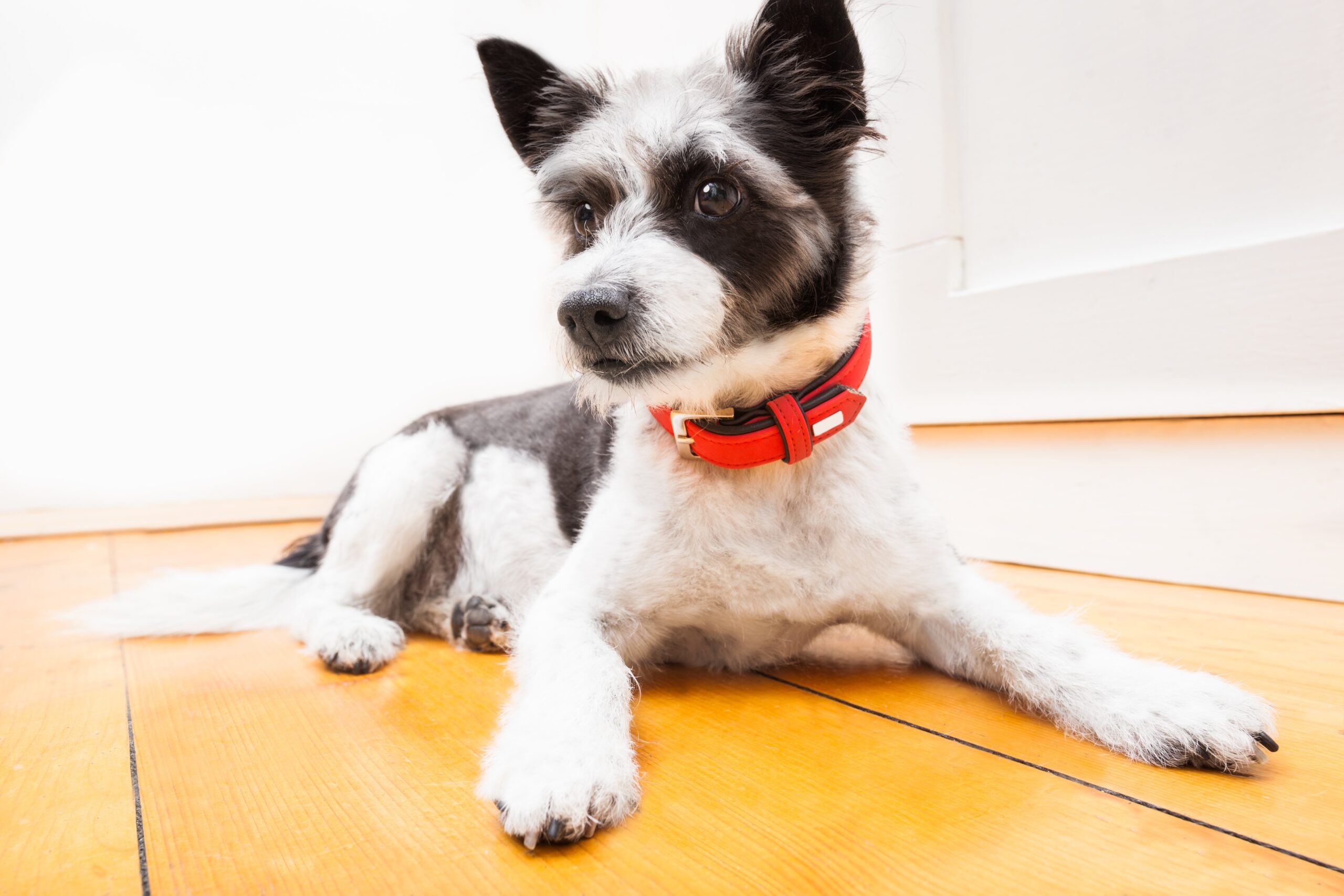 Reflective Dog Collar