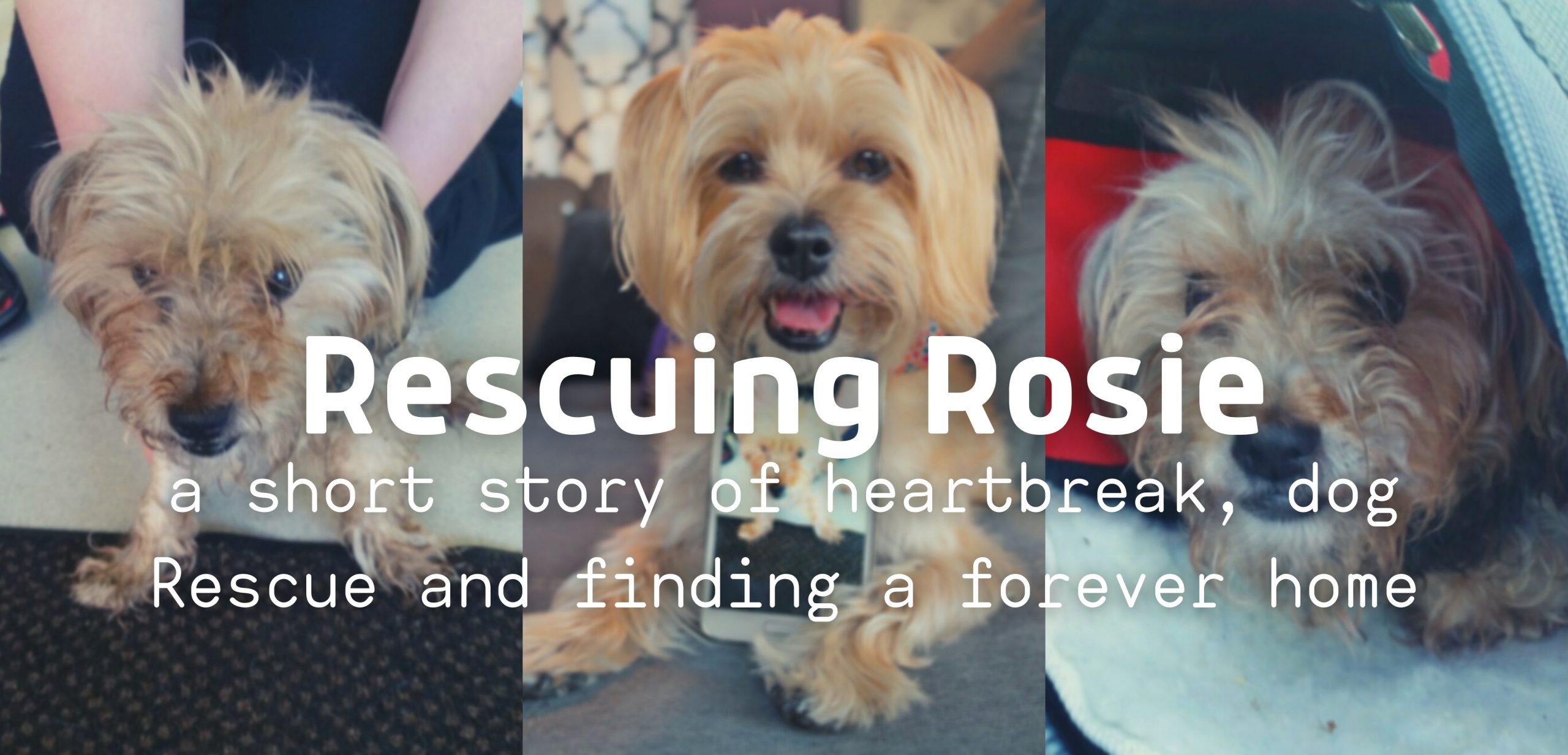 Life with Rescues