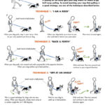 leash training tips infographic1