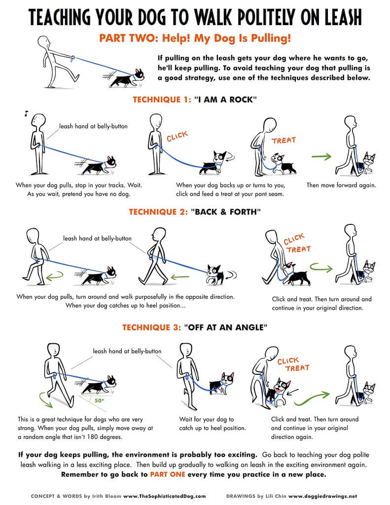 leash training tips infographic1