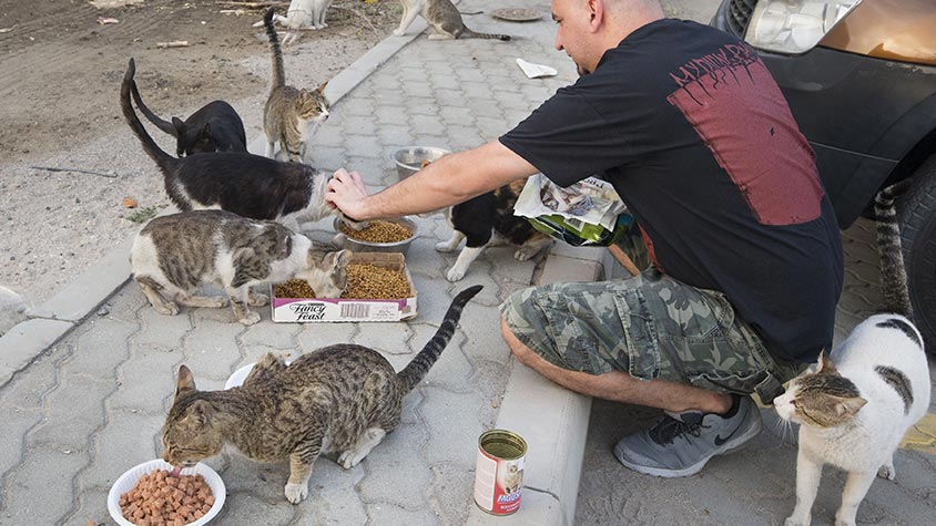 Stray Cat Dubai