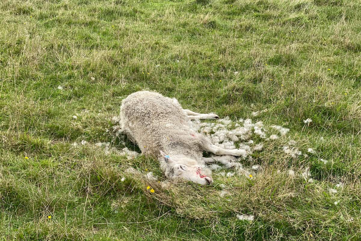 Farm Animal Disposal