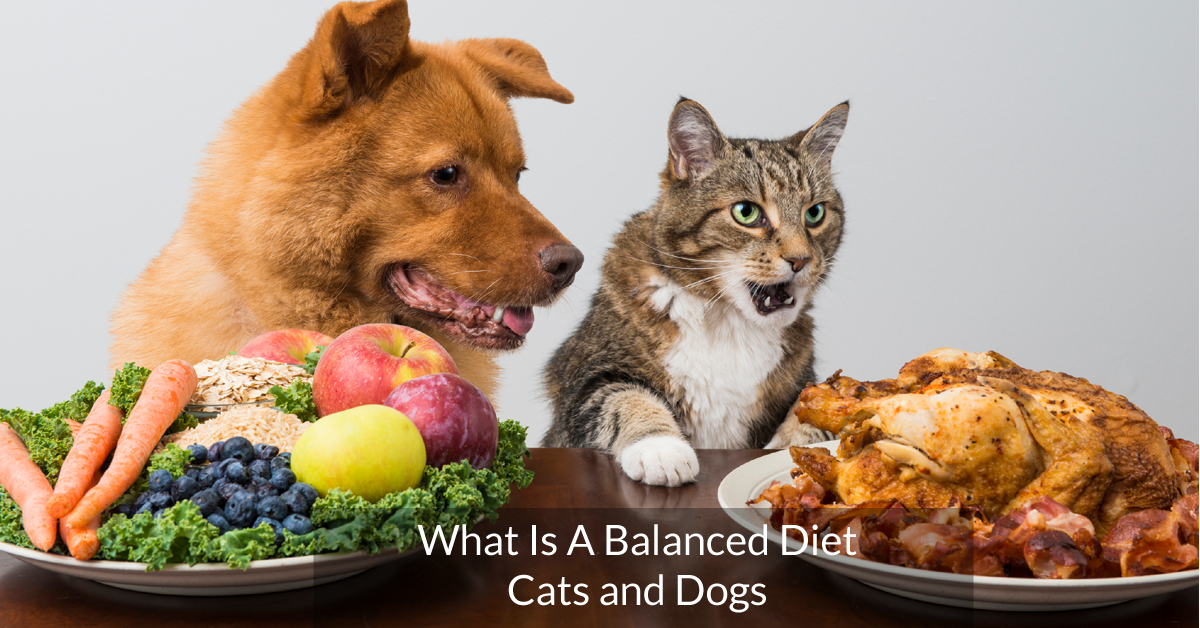 Balanced Diet Guide for Pets