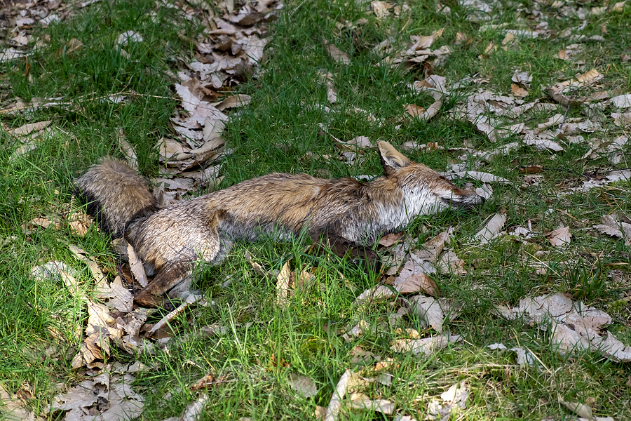 Dead Animal Removal