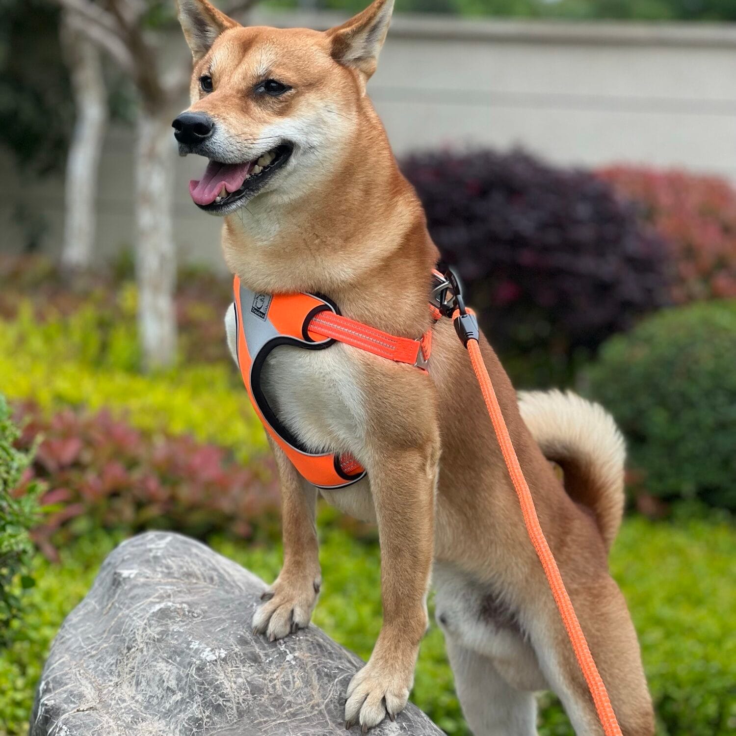 Rope Leash for Dogs