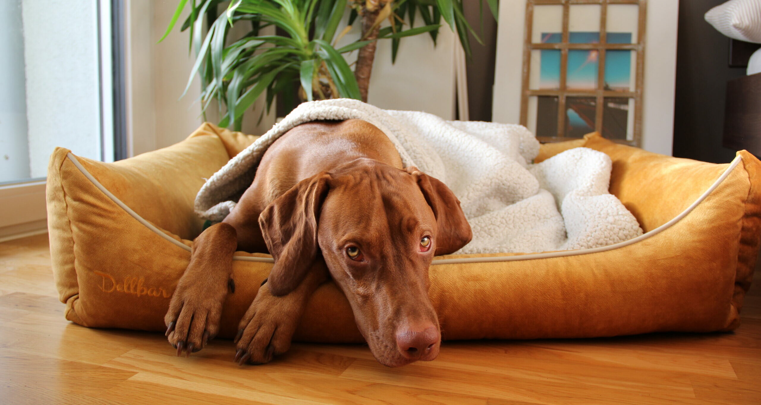 Comfortable Dog Bedding