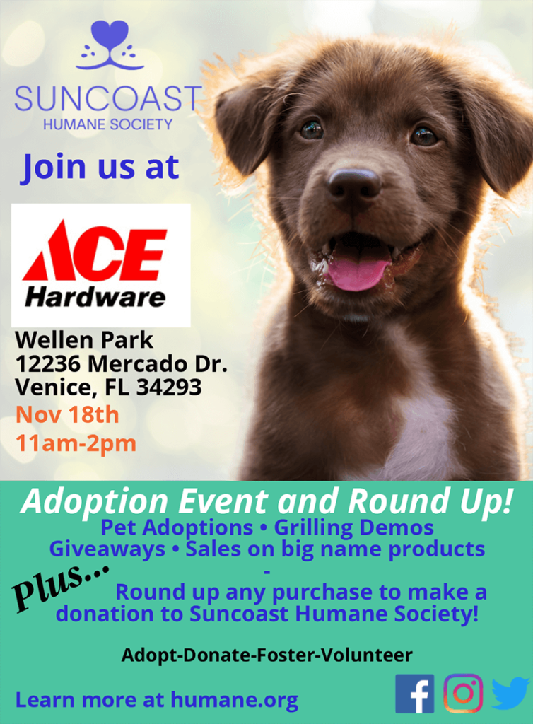 The Impact of Pet Accessories on Animal Adoption Events