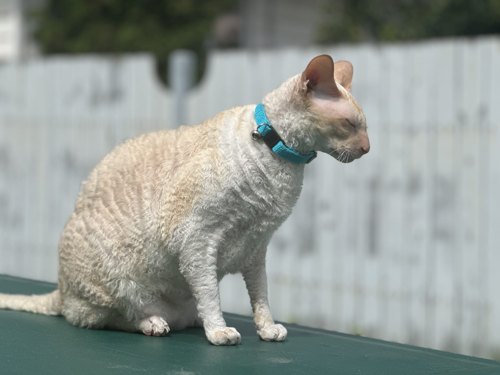 Breakaway Collar for Cats