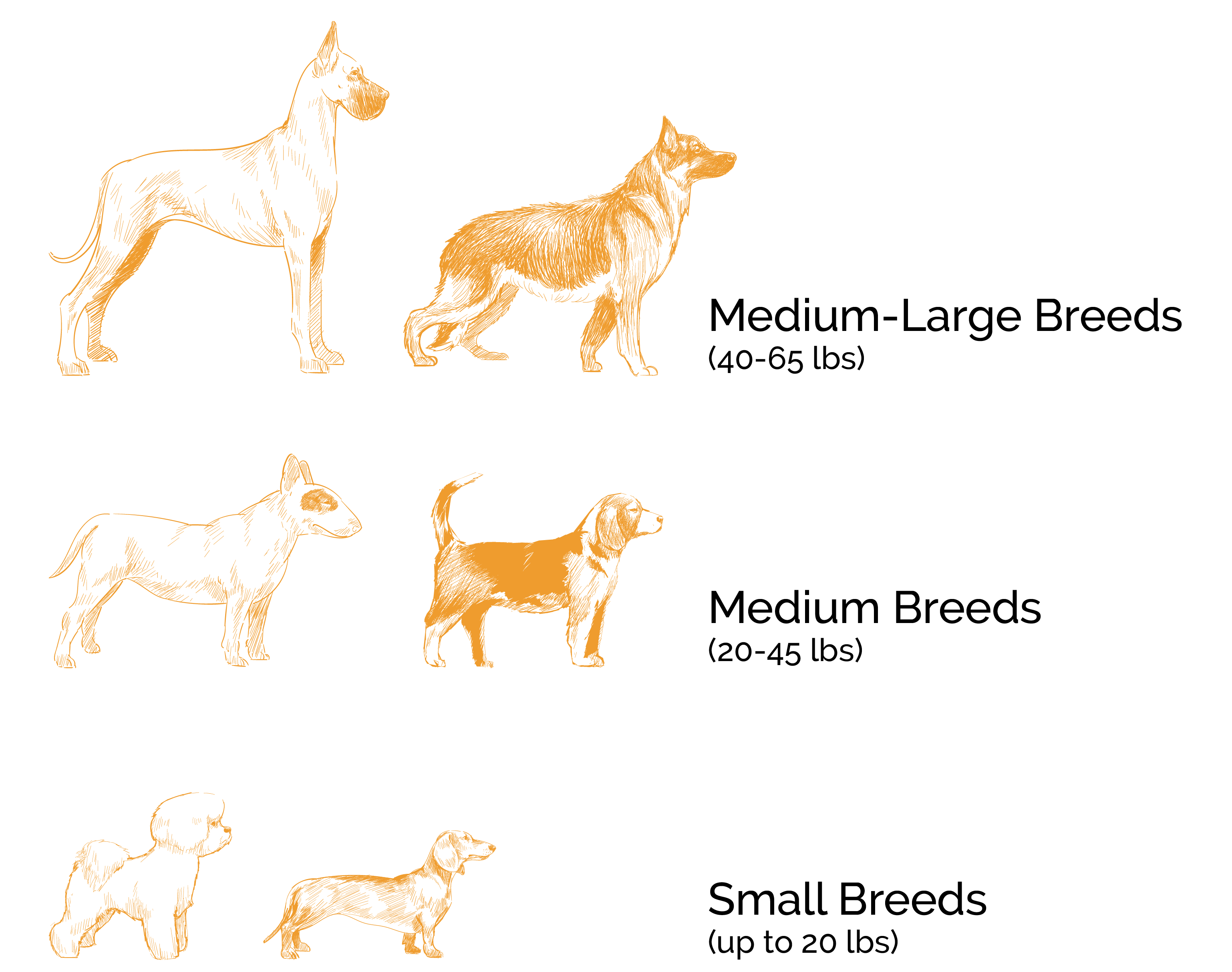 Dog Breed Sizes