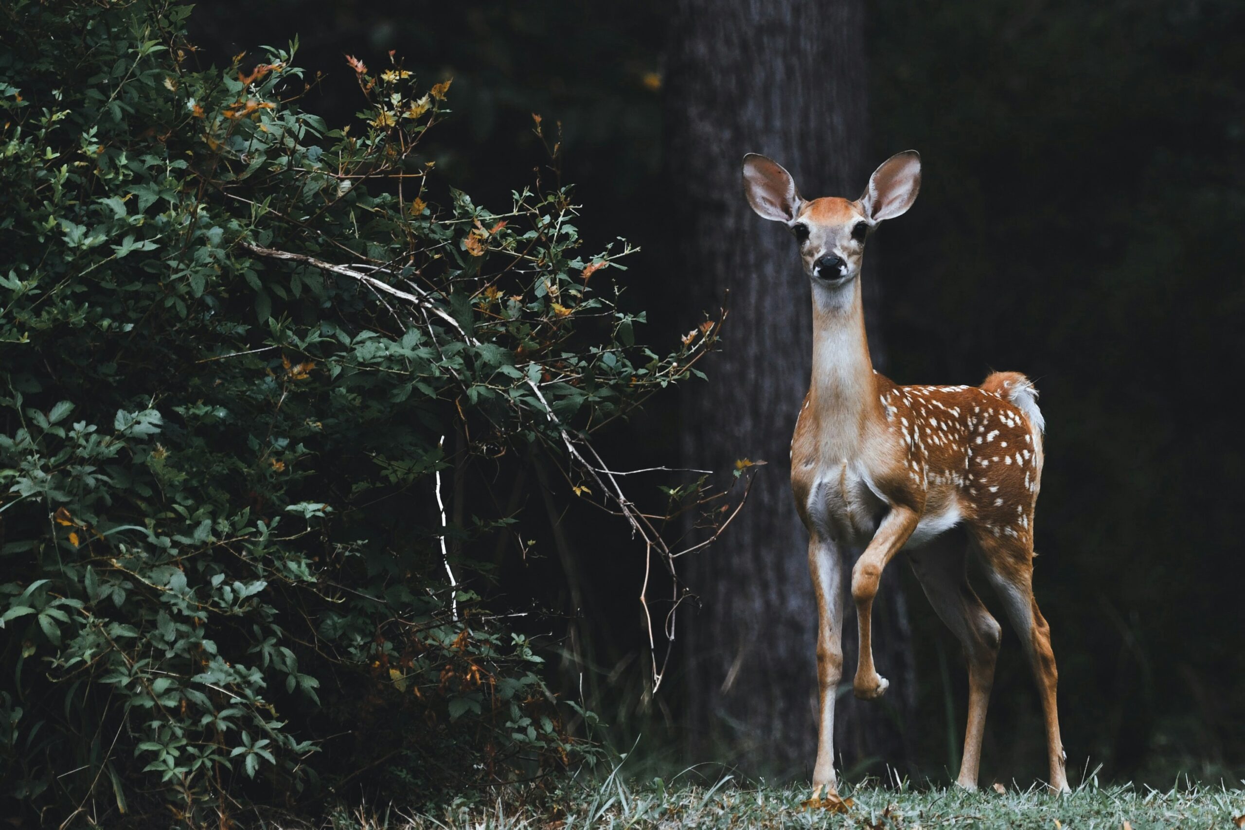 Symbolism of Deer