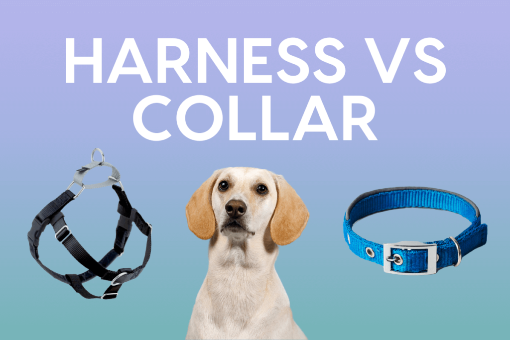 1658325883731 dog harness vs collar 5 pros and cons of each