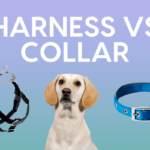 1658325883731 dog harness vs collar 5 pros and cons of each