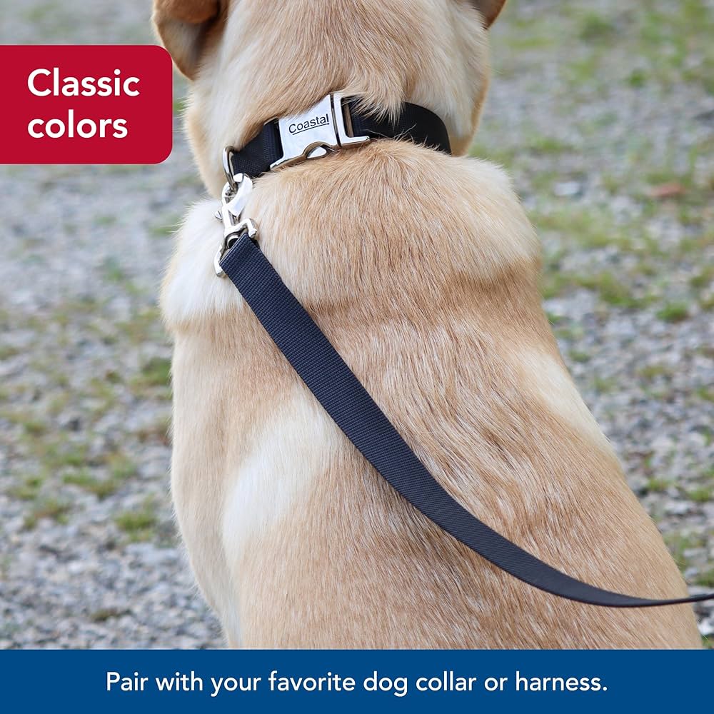 Stylish Collar and Leash