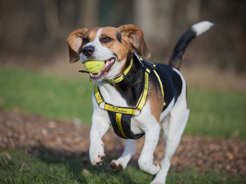 Dog wearing a harness