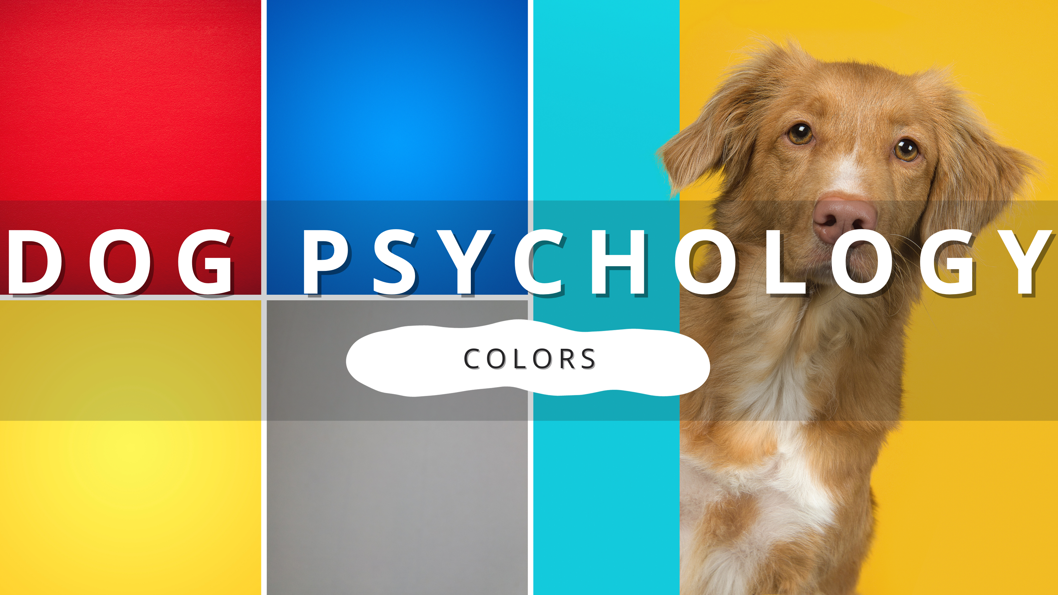 The Psychology of Color in Pet Products