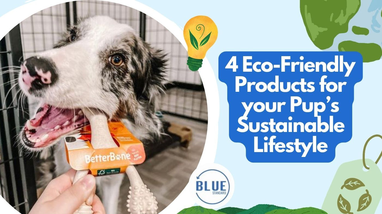 Sustainable Pet Products