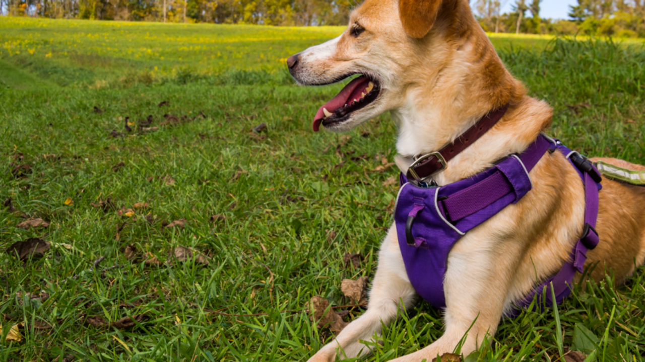 Dog in Harness