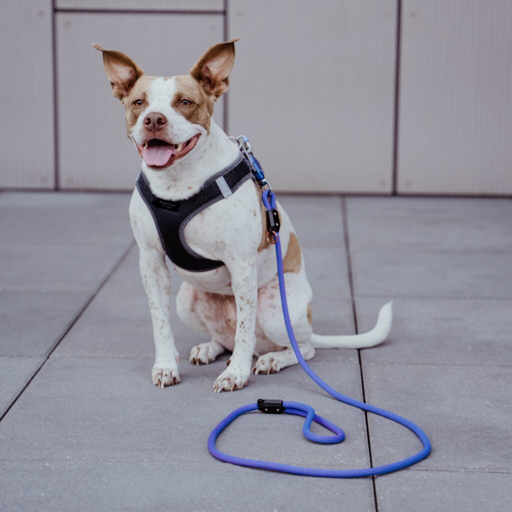 The Evolution of Dog Leash Designs: From Function to Fashion