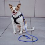 The Evolution of Dog Leash Designs: From Function to Fashion