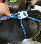 DIY Dog Harness for Small Dogs: Easy Steps