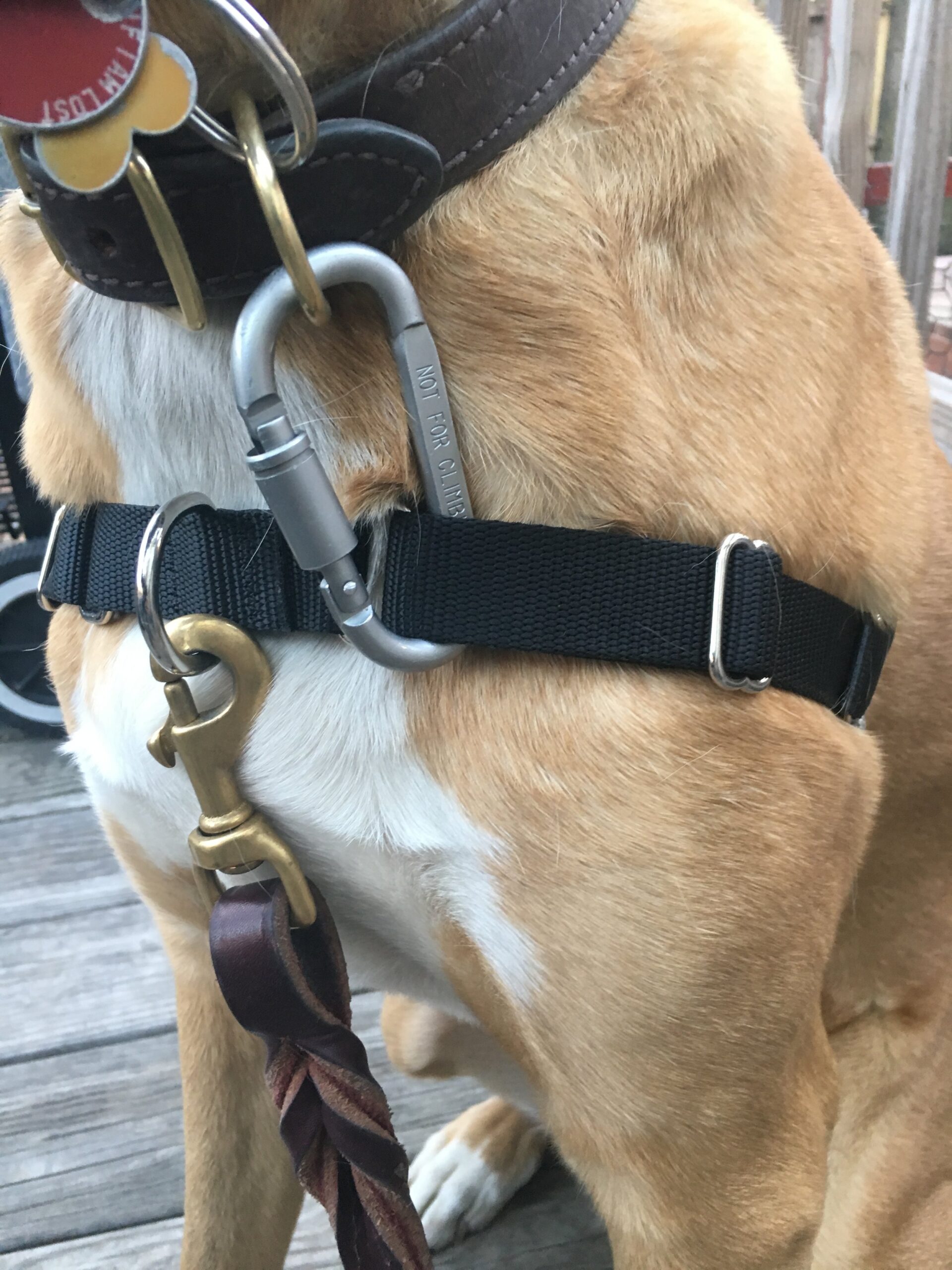 Dog with Harness