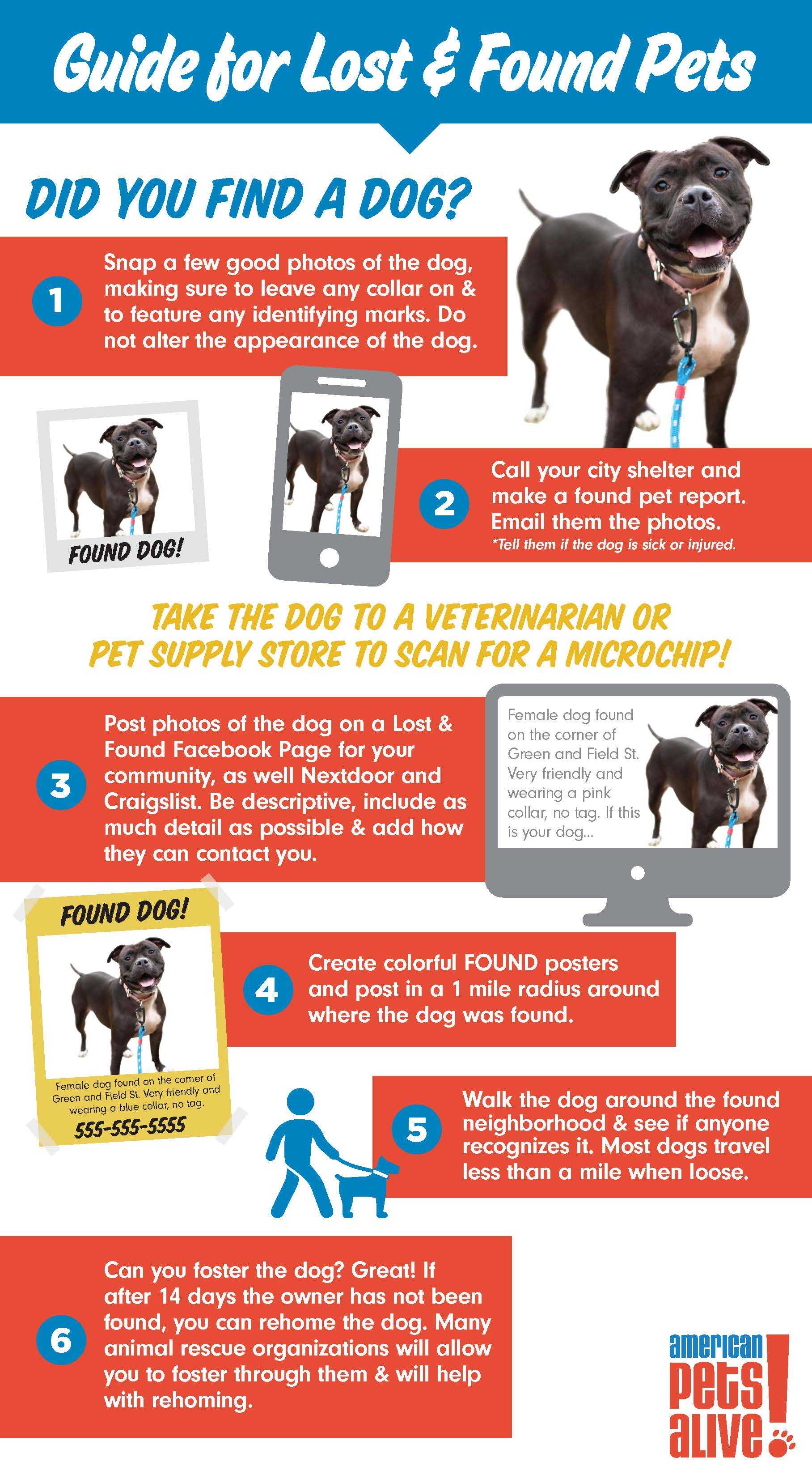 Pet Search Infographic