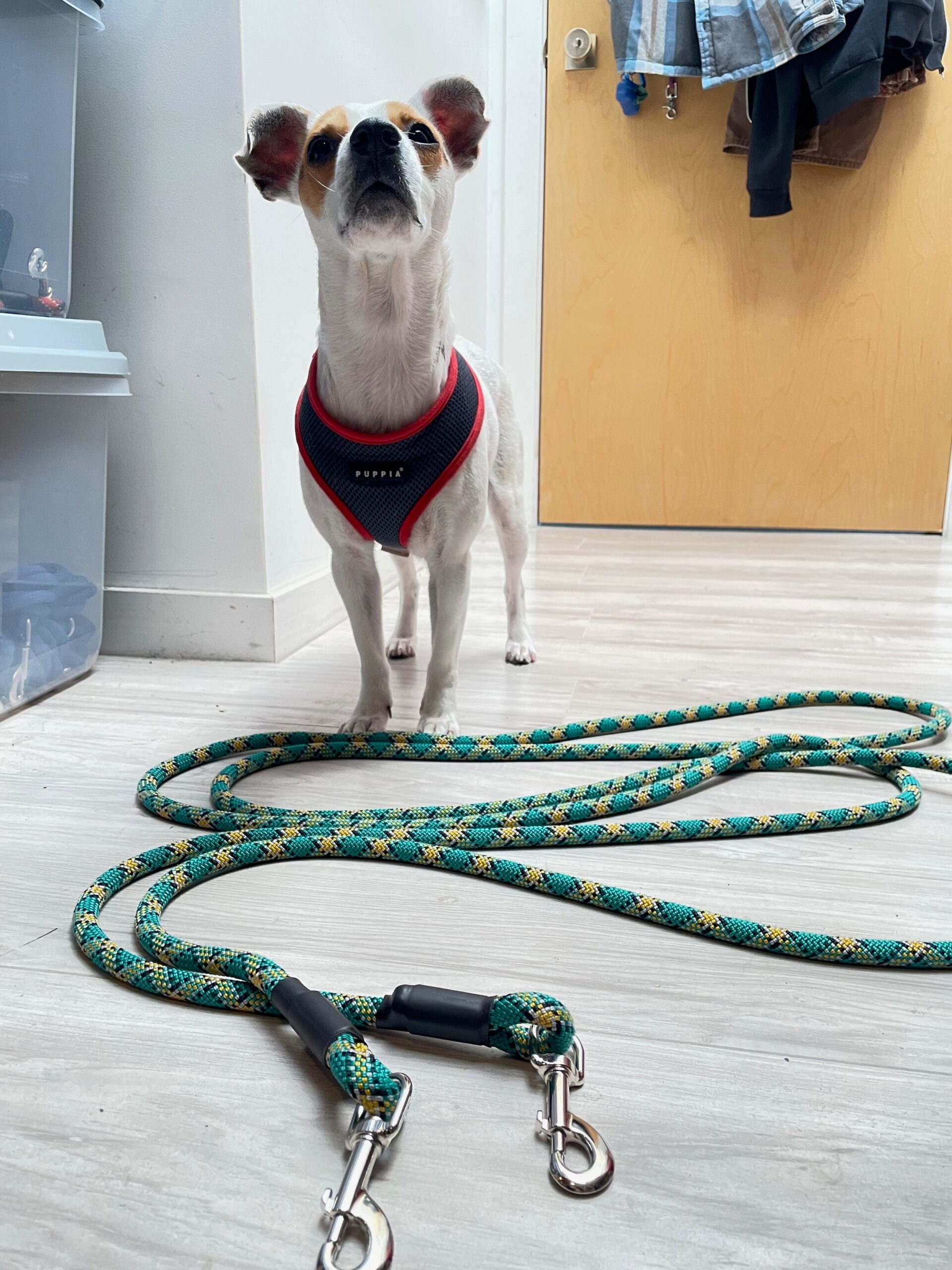 Leashes That Inspire Adoption