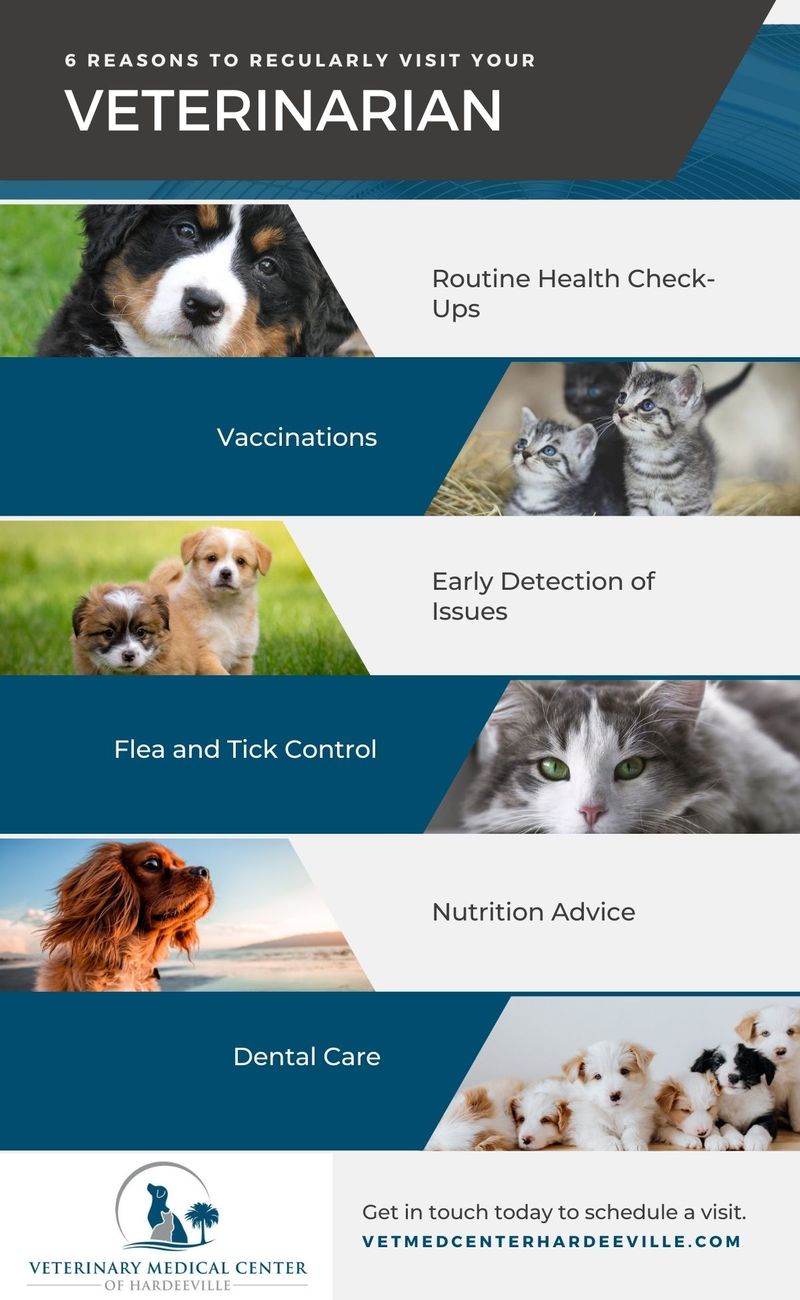 Regular Veterinary Checkups