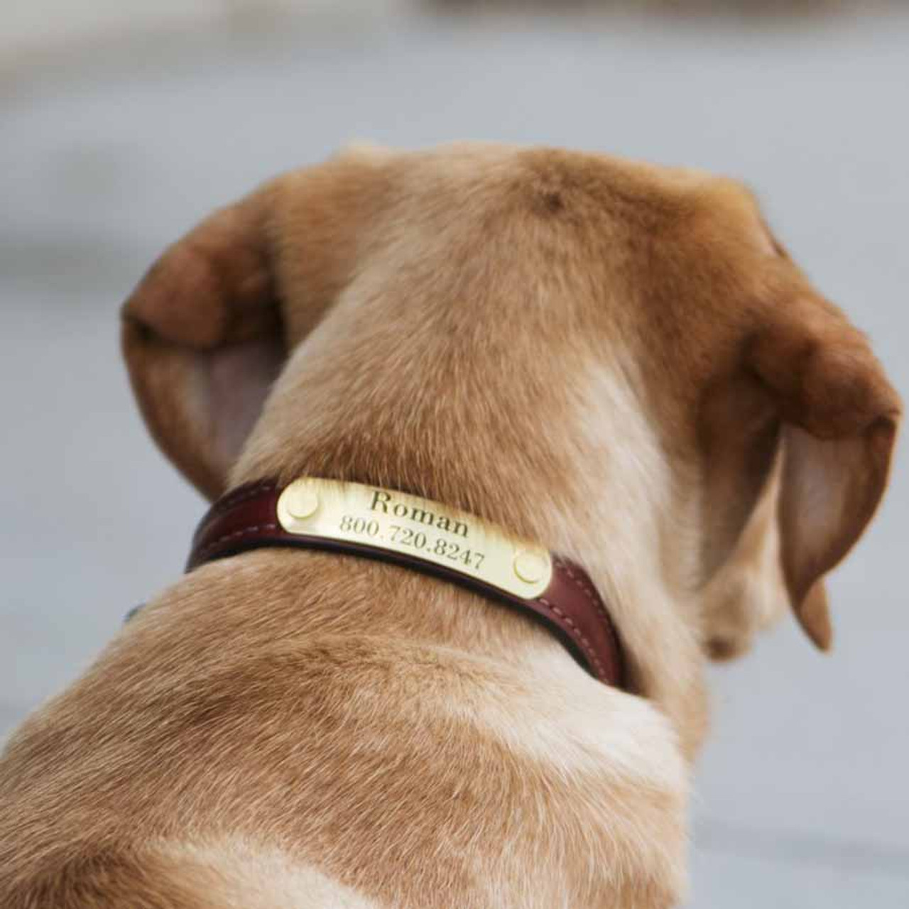 Personalized Dog Collar