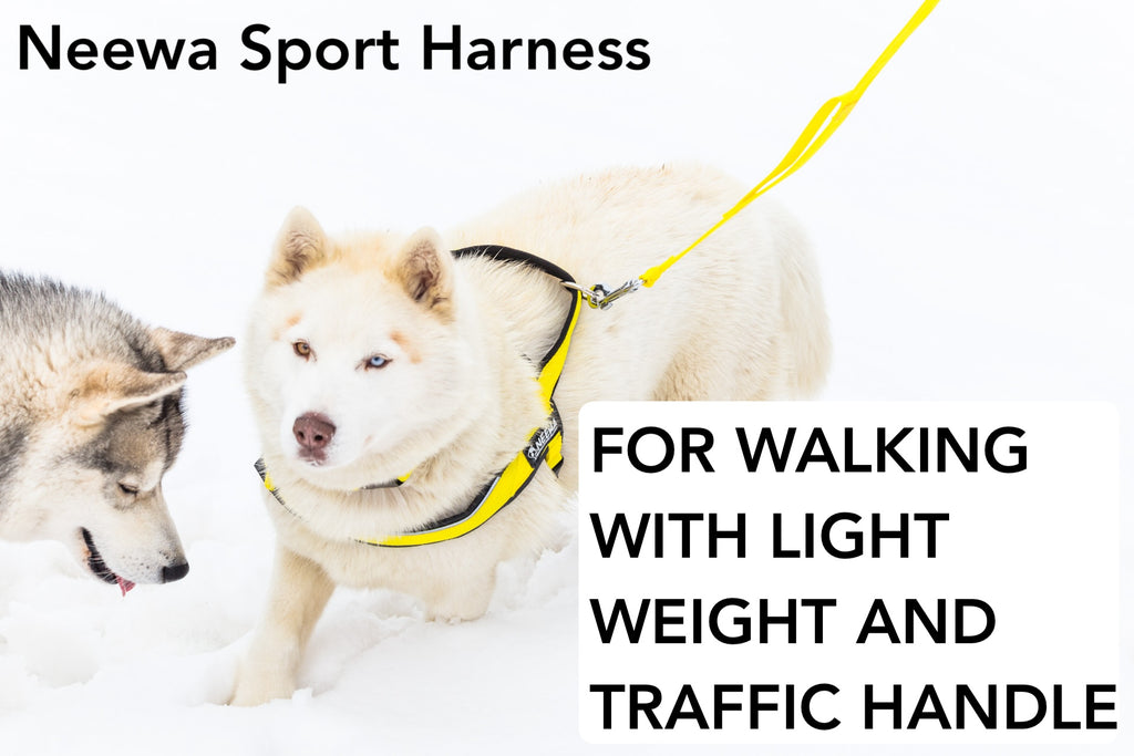 Dog Harness