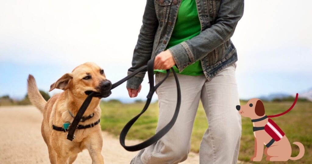 The Benefits of Adjustable Leashes for Urban Dog Owners