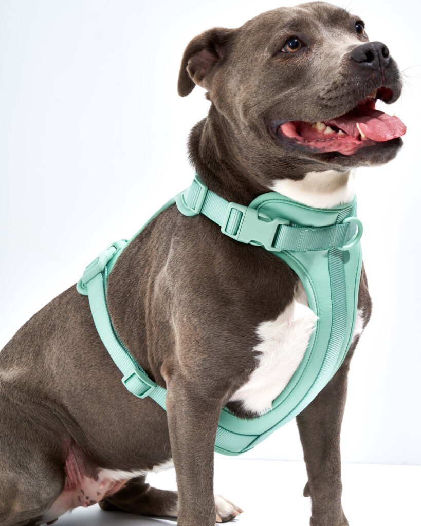 WO VM Harness Seafoam Dog PDP 02 4x5 Web scaled