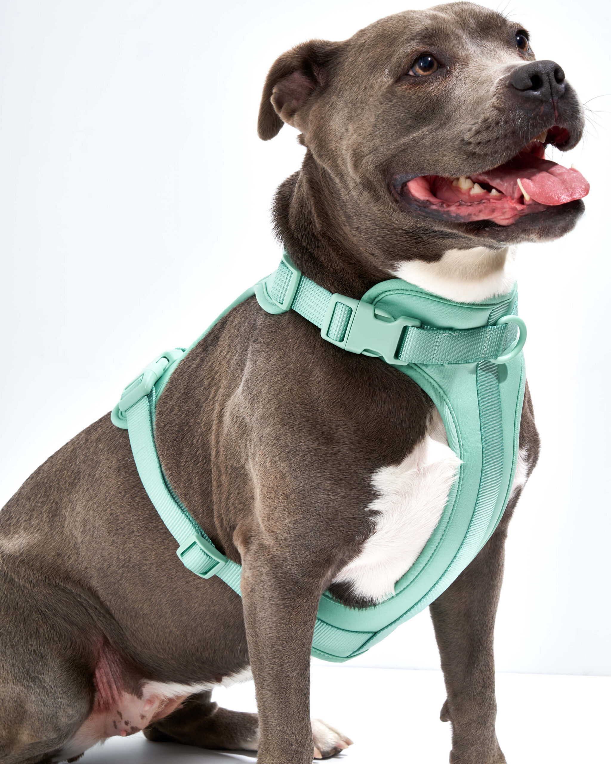 Dog Harness