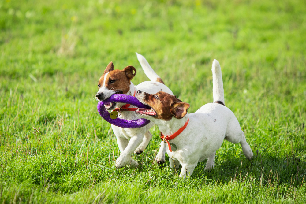 Stylish Pet Accessories