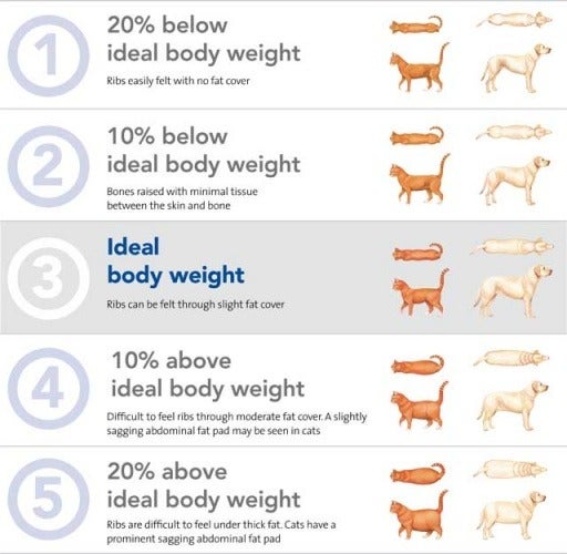 Ideal Body Weight in Pets