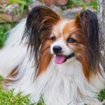 best small dogs 1024x657 1