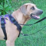 How to Adjust Your Dog’s Harness for a Perfect Fit