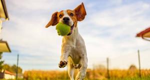 Happy and Well-Behaved Dogs