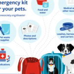 How to Pick the Right Accessories for Rescue Pets – Top deals Chuyên Nghiệp