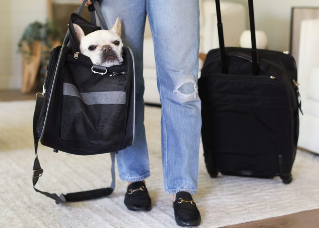 how to pack for your dogs e1654363283782