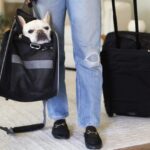 how to pack for your dogs e1654363283782