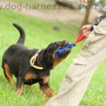 hyper rottie is playing