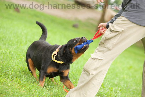 hyper rottie is playing