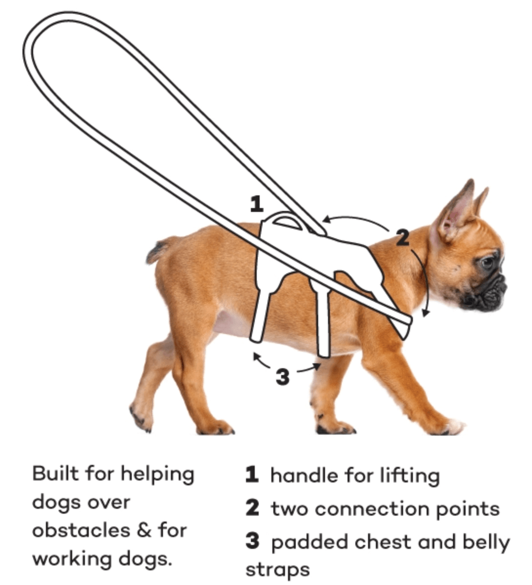 Neoprene Dog Harness