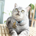 premium cat collars sky blue pawsome couture