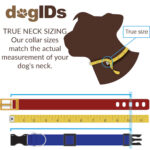 How to Measure Your Dog for the Perfect Collar Size