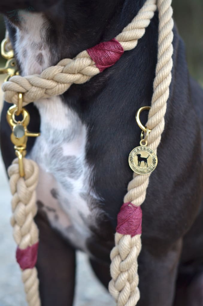 Durable and Stylish Rope Dog Collar