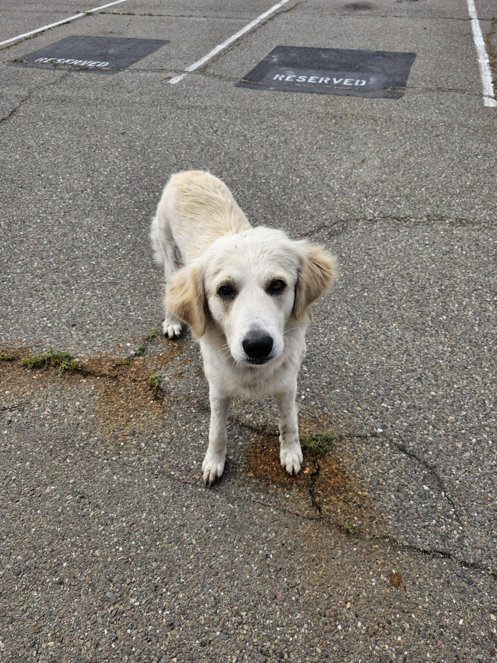 Happy stray animal reunited with its owner